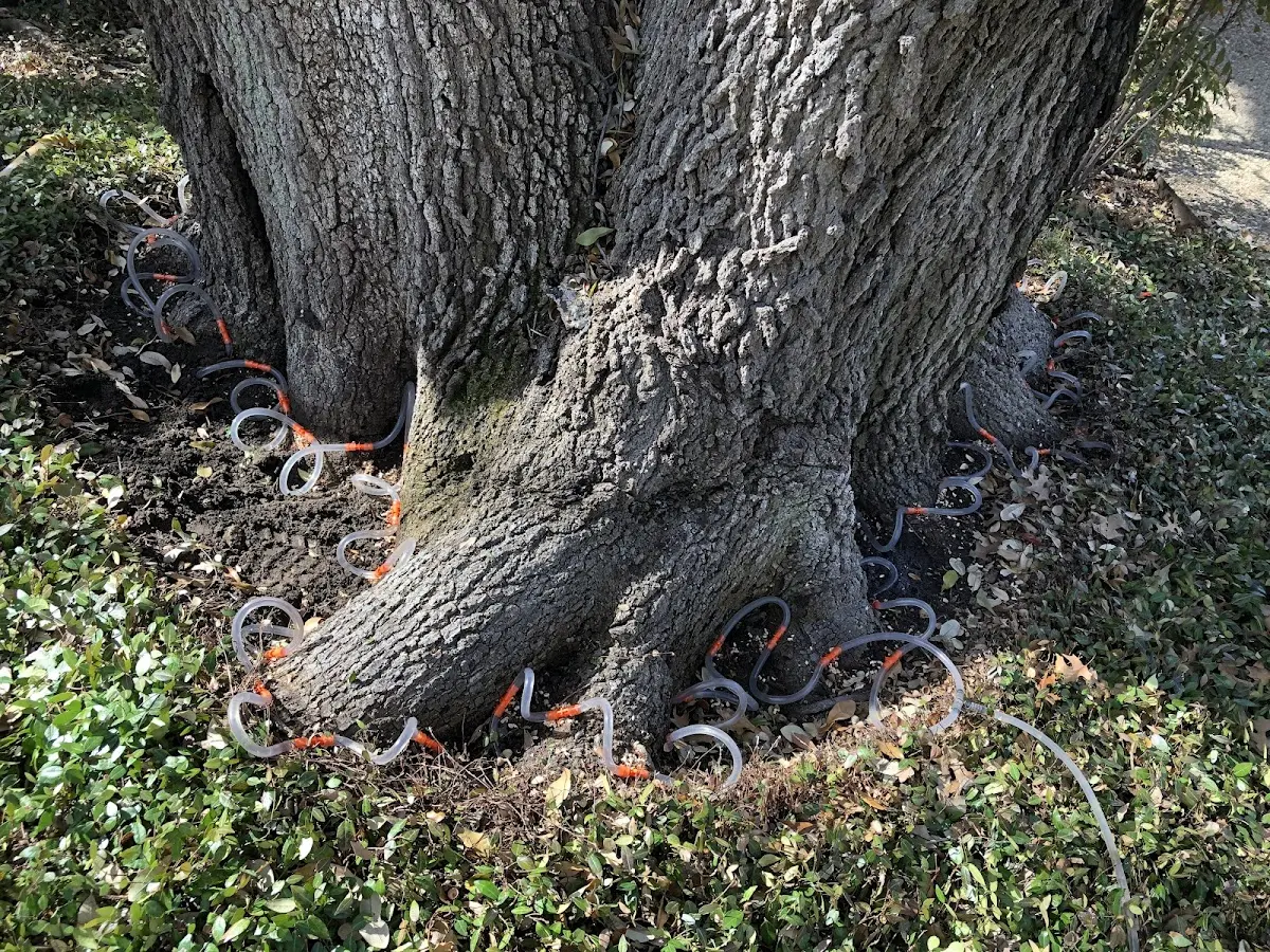 Detailed Tree Cabling and Bracing job site in Oregon